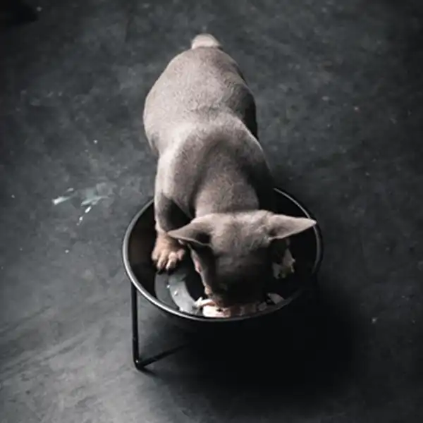 Raised Bowl for dog