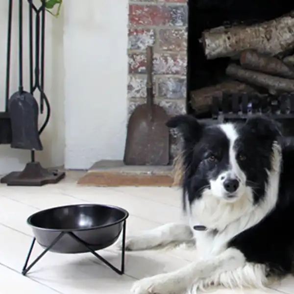Raised Bowl for dog