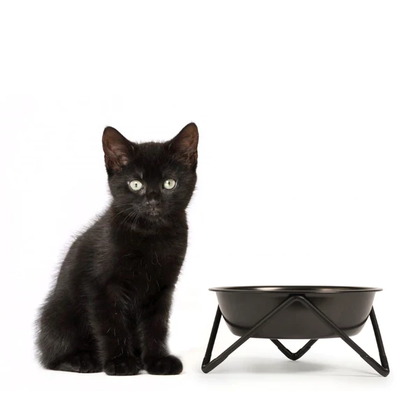 Raised Bowl for Kitty